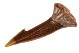 Fossil Sawfish (Onchopristis) Rostral Barb - Morocco #145599-1